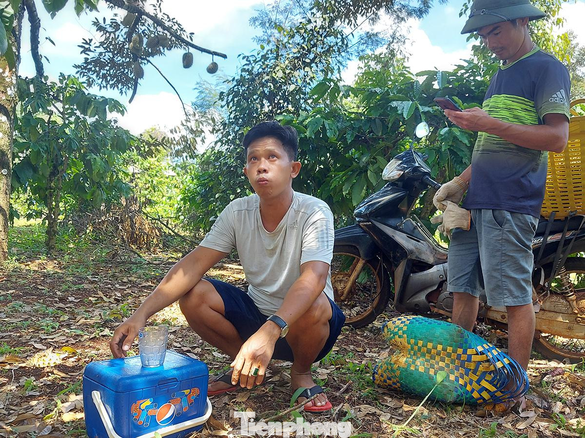 Anh Minh (SN 1988, trú tại thị trấn Phước An, huyện Krông Pắc) - một đầu mối thu mua sầu riêng cho biết, do dịch giã, hái sầu nguy hiểm nên vụ này anh tự trèo hái luôn. Thông thường, một người hái sầu riêng thuê sẽ được chủ trả công 1 triệu đồng/ngày. Anh Minh (SN 1988, trú tại thị trấn Phước An, huyện Krông Pắc) - một đầu mối thu mua sầu riêng cho biết, do dịch giã, hái sầu nguy hiểm nên vụ này anh tự trèo hái luôn. Thông thường, một người hái sầu riêng thuê sẽ được chủ trả công 1 triệu đồng/ngày.