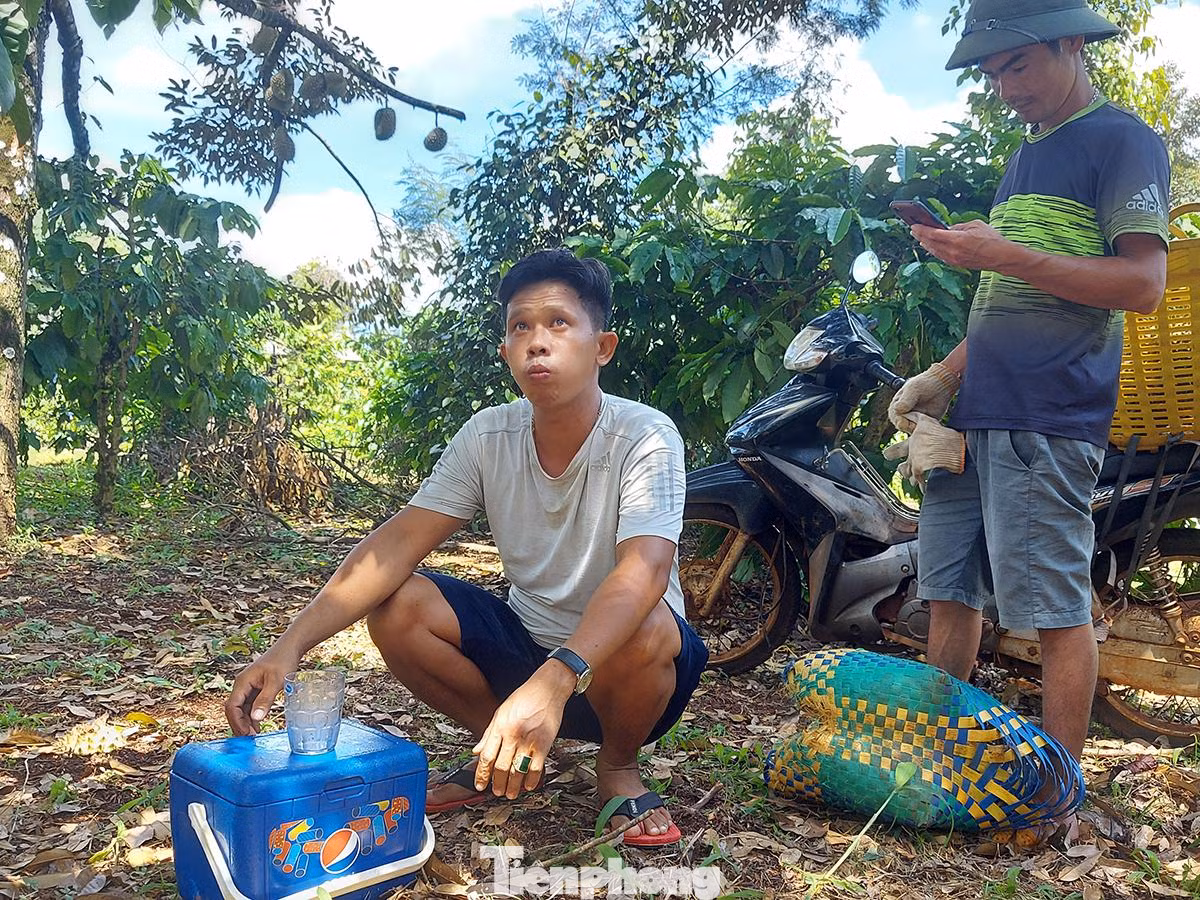Anh Minh (SN 1988, trú tại thị trấn Phước An, huyện Krông Pắc) - một đầu mối thu mua sầu riêng cho biết, do dịch giã, hái sầu nguy hiểm nên vụ này anh tự trèo hái luôn. Thông thường, một người hái sầu riêng thuê sẽ được chủ trả công 1 triệu đồng/ngày.