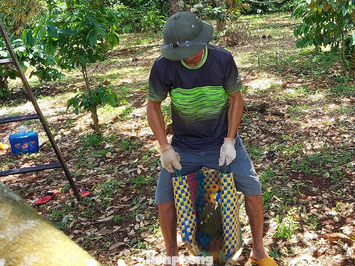 Một người ở bên dưới nhanh tay dùng một chiếc làn (giỏ) nhựa để hứng. Để tránh rủi ro, người hứng sầu riêng thường đội mũ cối, đeo găng tay dày. Trong ảnh quả sầu rơi xuống với trọng lực nặng làm cho chiếc làn nhựa lõm sâu. Một người ở bên dưới nhanh tay dùng một chiếc làn (giỏ) nhựa để hứng. Để tránh rủi ro, người hứng sầu riêng thường đội mũ cối, đeo găng tay dày. Trong ảnh quả sầu rơi xuống với trọng lực nặng làm cho chiếc làn nhựa lõm sâu.