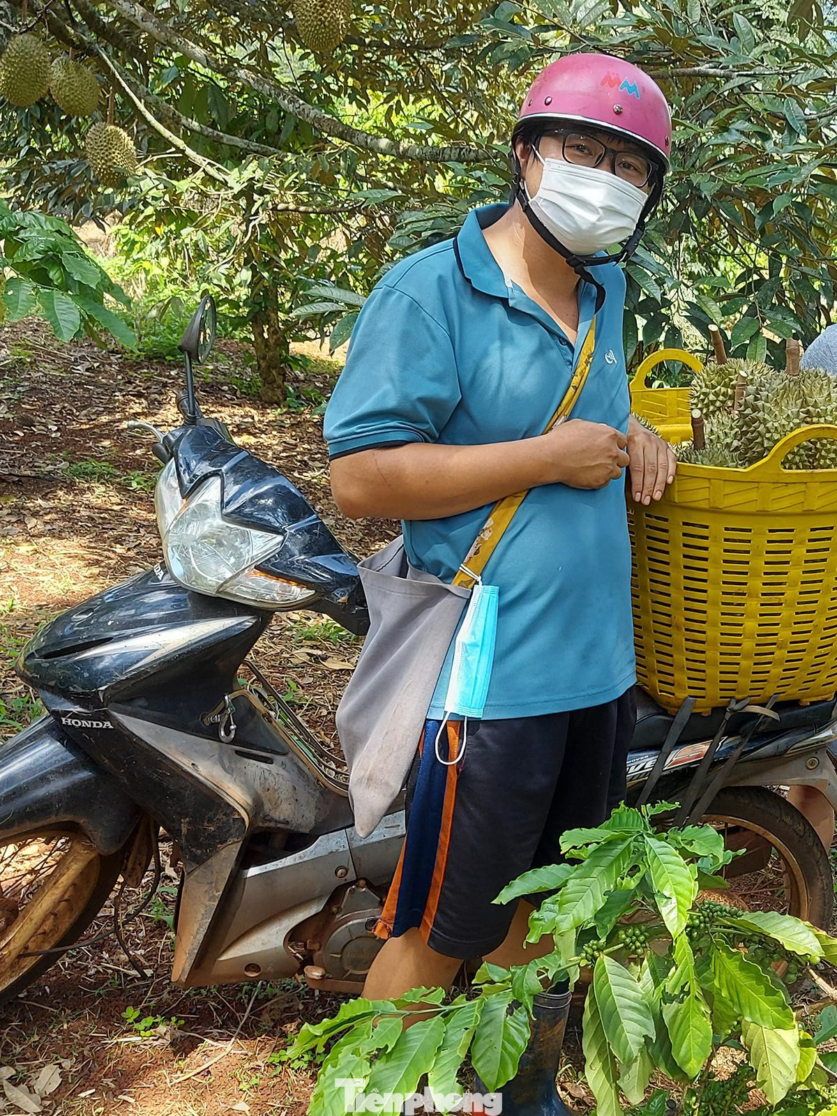 Anh Đặng Văn Huy (33 tuổi, chồng chị Ân), cho biết, với 5ha sầu riêng (trồng xen cà phê) một năm gia đình anh thu được khoảng 25 tấn quả, doanh thu khoảng 800 triệu - 1 tỷ đồng, sau khi trừ đi các chi phí đầu tư còn lãi được khoảng 300 triệu đồng. Tuy nhiên, theo Huy nghề này rất rủi ro, phụ thuộc chính vào thời tiết. Có năm chuẩn bị thu hoạch thì gặp giông lốc, cả 20 tấn sầu riêng bị gãy rụng. Chưa kể 2 năm trở lại đây dịch COVID-19 cũng khiến việc tiêu thụ sầu riêng khó khăn hơn. Anh Đặng Văn Huy (33 tuổi, chồng chị Ân), cho biết, với 5ha sầu riêng (trồng xen cà phê) một năm gia đình anh thu được khoảng 25 tấn quả, doanh thu khoảng 800 triệu - 1 tỷ đồng, sau khi trừ đi các chi phí đầu tư còn lãi được khoảng 300 triệu đồng. Tuy nhiên, theo Huy nghề này rất rủi ro, phụ thuộc chính vào thời tiết. Có năm chuẩn bị thu hoạch thì gặp giông lốc, cả 20 tấn sầu riêng bị gãy rụng. Chưa kể 2 năm trở lại đây dịch COVID-19 cũng khiến việc tiêu thụ sầu riêng khó khăn hơn.