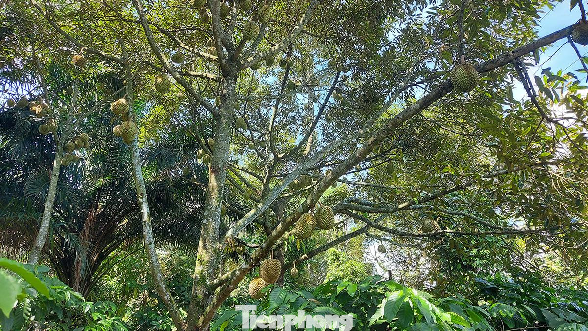 Nếu như ở Tây Nam bộ, sầu riêng vào mùa từ tháng 5 - 6, Đông Nam bộ vào tháng 6 - 7 thì Đắk Lắk lại vào mùa từ tháng 8 - 9 nên tránh được nguy cơ dội chợ. Nếu như ở Tây Nam bộ, sầu riêng vào mùa từ tháng 5 - 6, Đông Nam bộ vào tháng 6 - 7 thì Đắk Lắk lại vào mùa từ tháng 8 - 9 nên tránh được nguy cơ dội chợ.