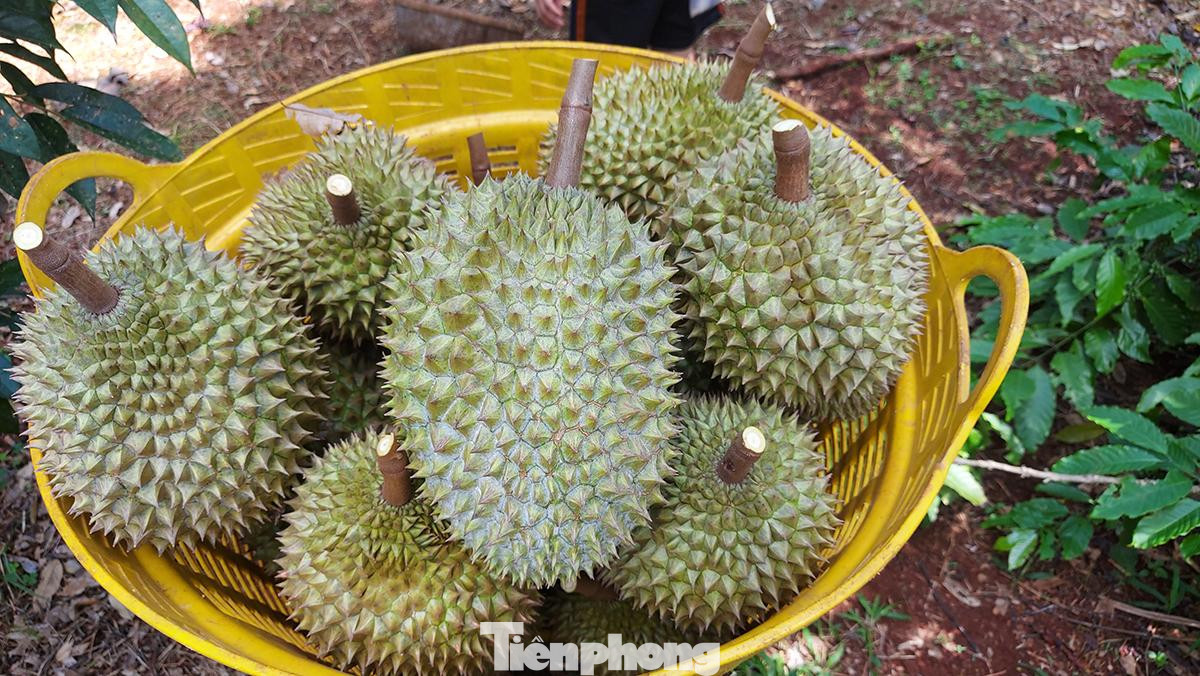 Sầu được tập kết vào các sọt nhựa Sầu được tập kết vào các sọt nhựa