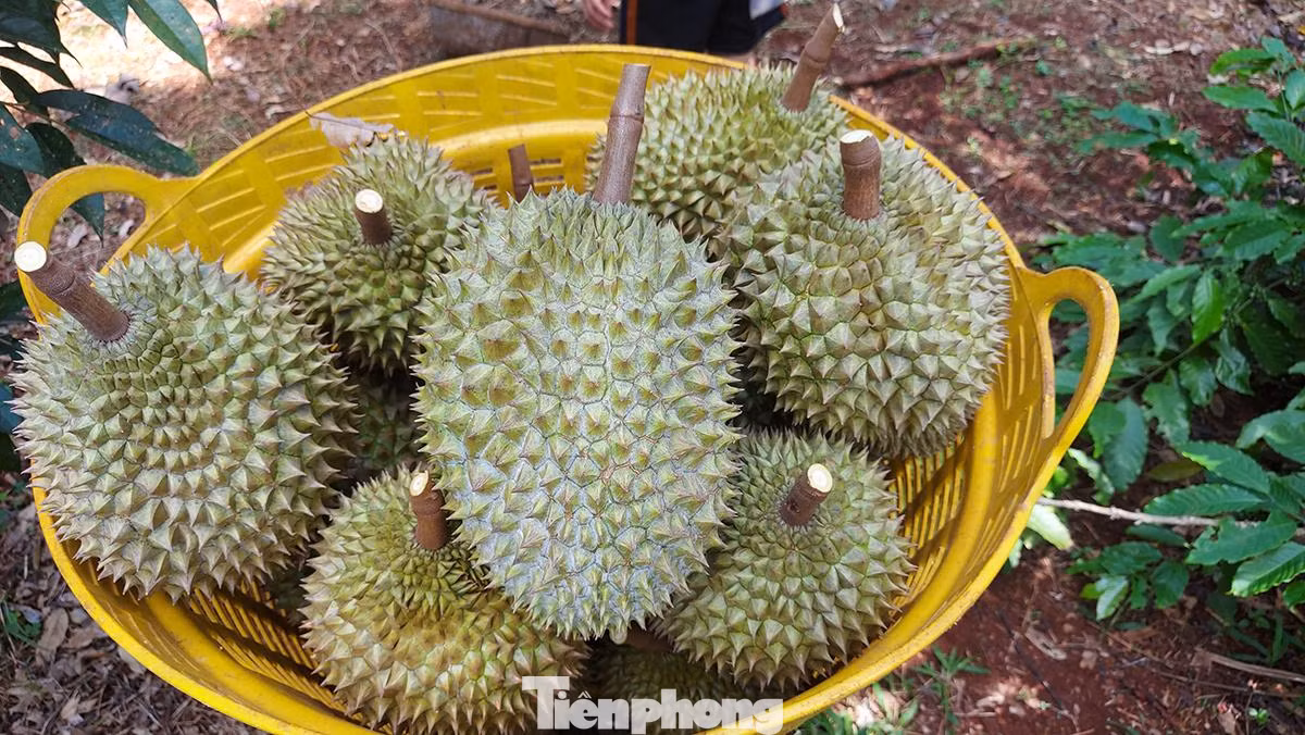 Sầu được tập kết vào các sọt nhựa