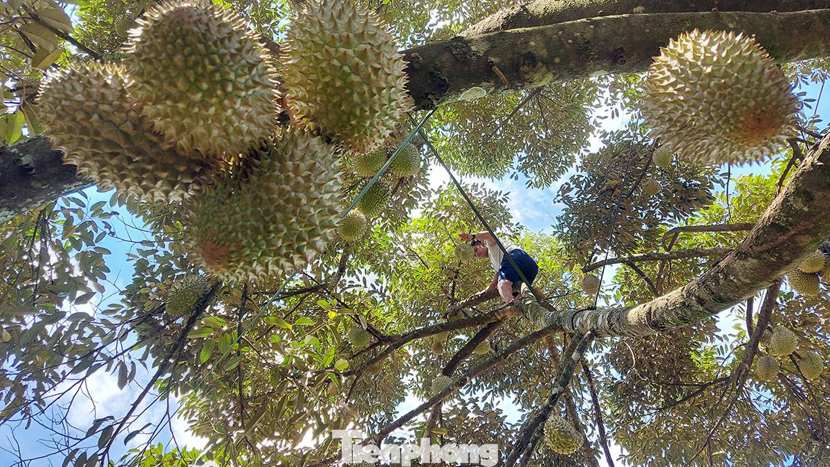 Tỉnh Đắk Lắk đã công nhận sầu riêng và bơ là hai loại cây ăn trái “đặc sản địa phương”. Ở đây nổi tiếng với các giống sầu riêng Ri6, Khổ Qua, Chín Hóa, Dona,…và cả sầu Tổng thống. Tỉnh Đắk Lắk đã công nhận sầu riêng và bơ là hai loại cây ăn trái “đặc sản địa phương”. Ở đây nổi tiếng với các giống sầu riêng Ri6, Khổ Qua, Chín Hóa, Dona,…và cả sầu Tổng thống.