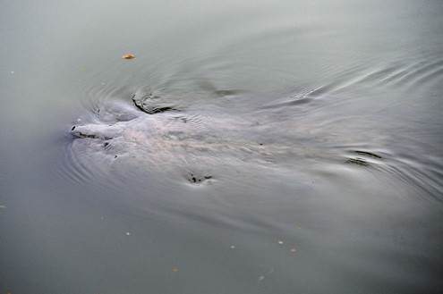 Sau đó rùa bơi đi bơi lại khu vực này ít phút, phần lưng lập lờ mặt nước