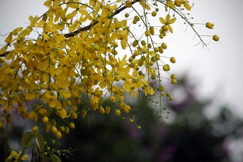 Đầu hạ, khi lá cây rụng hết, từ thân cây đâm ra những chồi hoa dài từ 20 đến 40 cm xõa xuống rồi bung nở hoa vàng rực.