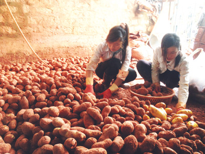 Nhuộm đất đỏ Đà Lạt cho khoai tây Trung Quốc. Nhuộm đất đỏ Đà Lạt cho khoai tây Trung Quốc