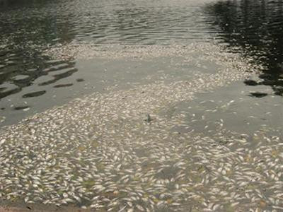 Cá chết trắng xóa mặt hồ Trúc Bạch tháng 3 năm 2010.