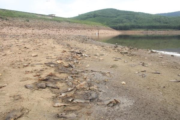 Cá chết hàng loạt, phủ trắng hồ ở Quảng Nam ảnh 6