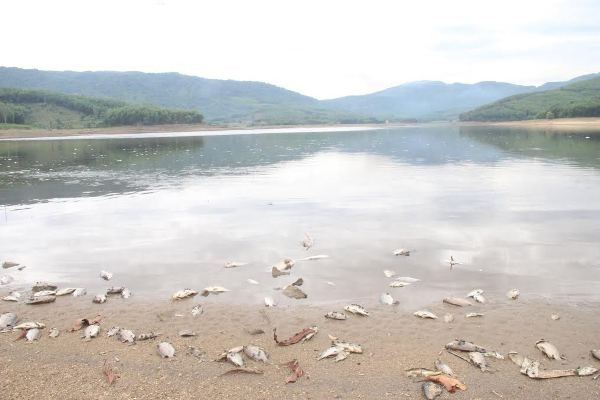 Cá chết hàng loạt, phủ trắng hồ ở Quảng Nam ảnh 5