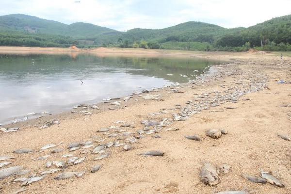 Cá chết hàng loạt, phủ trắng hồ ở Quảng Nam ảnh 3