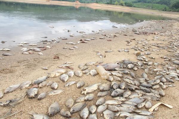 Cá chết hàng loạt, phủ trắng hồ ở Quảng Nam ảnh 7