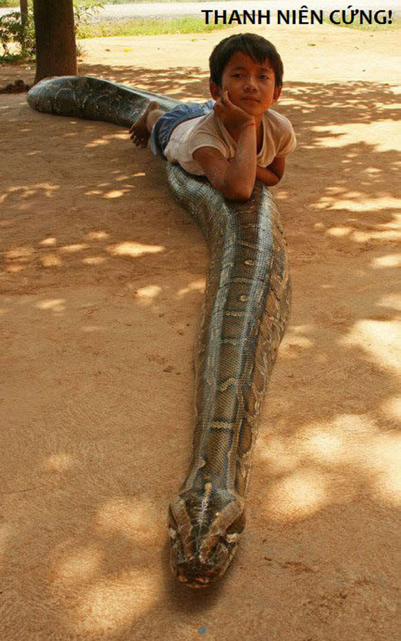 Thanh niên cứng. Thanh niên cứng