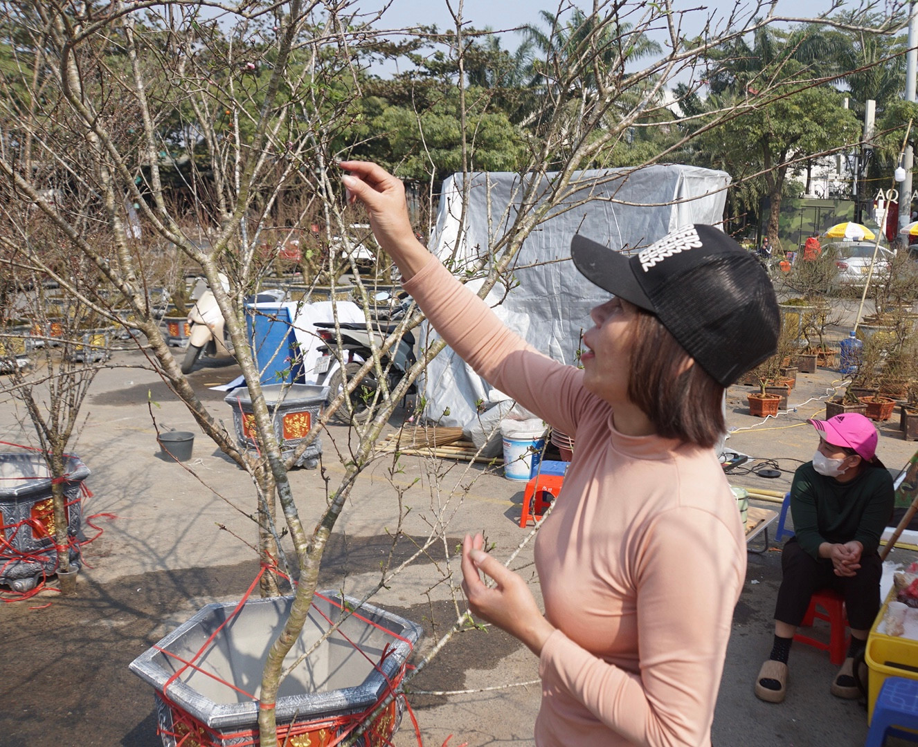 Chị Nguyễn Thị Thuỷ, tiểu thương buôn bán đào rừng tại chợ hoa quận Nam Từ Liêm cho biết, thời tiết năm nay rét vừa phải, ban ngày có nắng nhẹ nên hoa đào không bị nở sớm. Đào rừng của chị được nhập từ huyện Mộc Châu (Sơn La) với dáng thế tự nhiên, không qua cấy ghép.