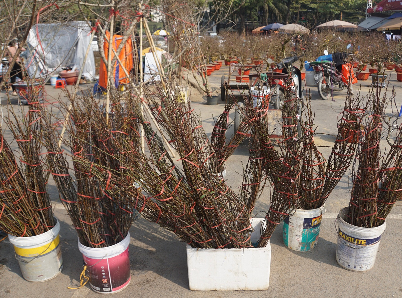 Bên cạnh đó, những cành đào rừng nhỏ cũng được bán theo bó với giá khoảng 300.000 - 700.000 đồng/bó.