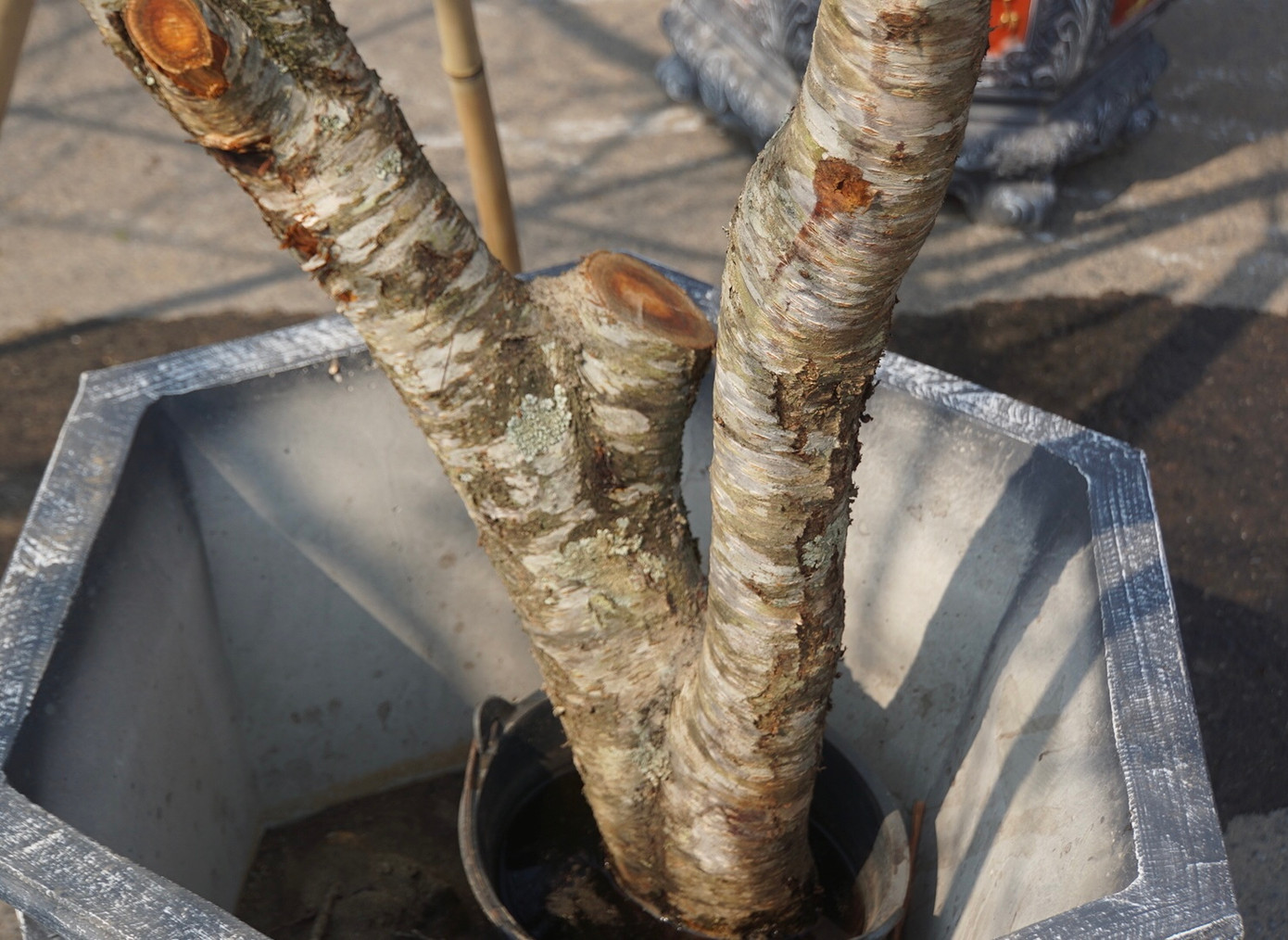 Đào rừng càng có nhiều mảng mốc, rêu xanh bám trên thân thì càng đắt tiền. Điều đó chứng tỏ cây đào đã được nhiều năm tuổi, sinh trưởng tốt trong tự nhiên và sống lâu, sống bền.