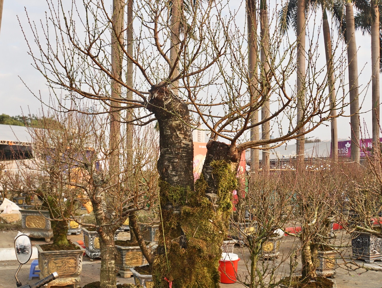 Một gốc đào rừng có giá thuê khoảng 18 triệu đồng, giá bán hơn 20 triệu đồng.