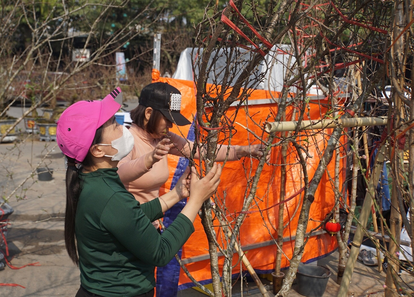Chị Nguyễn Thuỳ Linh, một tiểu thương khác tại chợ hoa xuân quận Nam Từ Liêm cho biết, tầm giá thuê thấp nhất của mỗi cành đào rừng là 3 - 6 triệu đồng. Giá bán sẽ cao hơn giá thuê khoảng 2 - 3 triệu đồng. Mức giá này cao hơn năm ngoái do năm nay các tỉnh miền núi bị thiệt hại nhiều do bão lũ nên đào rừng trở nên khan hiếm.