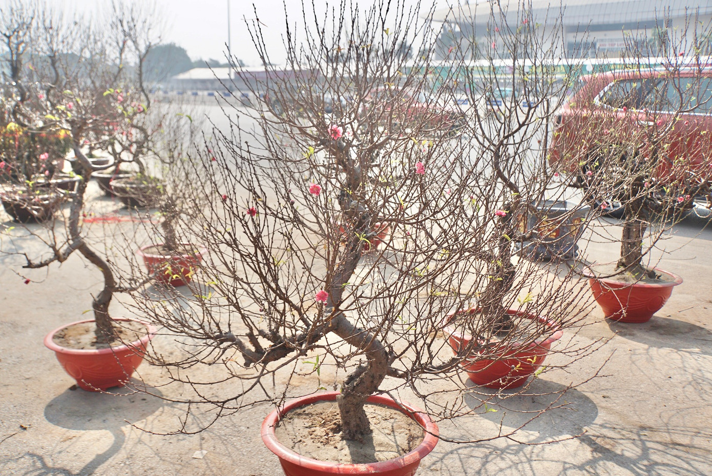 Rất nhiều kiểu dáng, mẫu mã khác nhau đã sẵn sàng để phục vụ người dân chơi hoa dịp Tết Nguyên Đán sắp tới.