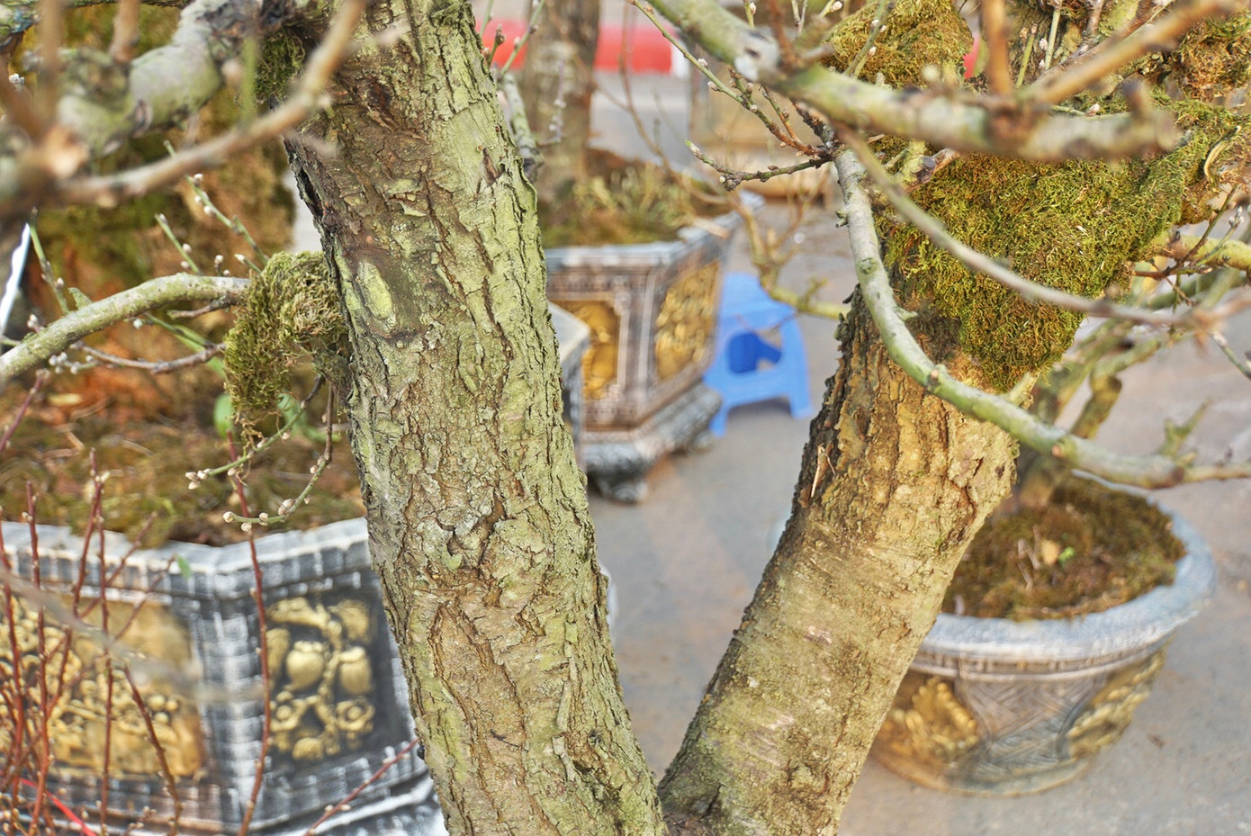 Đào rừng càng có nhiều mảng mốc, rêu xanh bám trên thân thì càng đắt tiền. Điều đó chứng tỏ cây đào đã được nhiều năm tuổi, sinh trưởng tốt trong tự nhiên và sống lâu, sống bền.