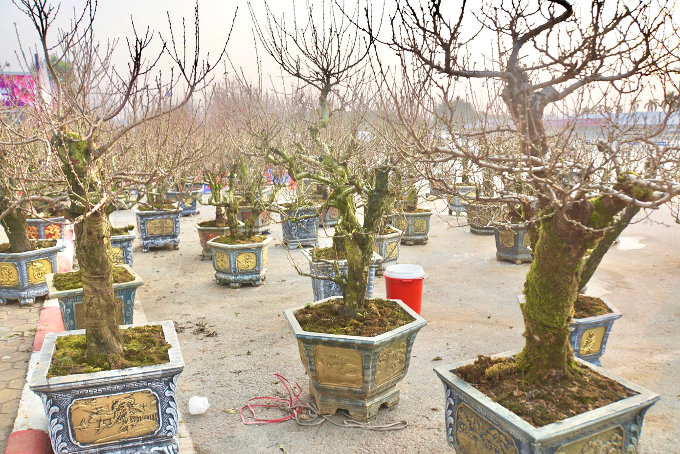 Rất nhiều kiểu dáng, mẫu mã khác nhau đã sẵn sàng để phục vụ người dân chơi hoa dịp Tết Nguyên Đán sắp tới.