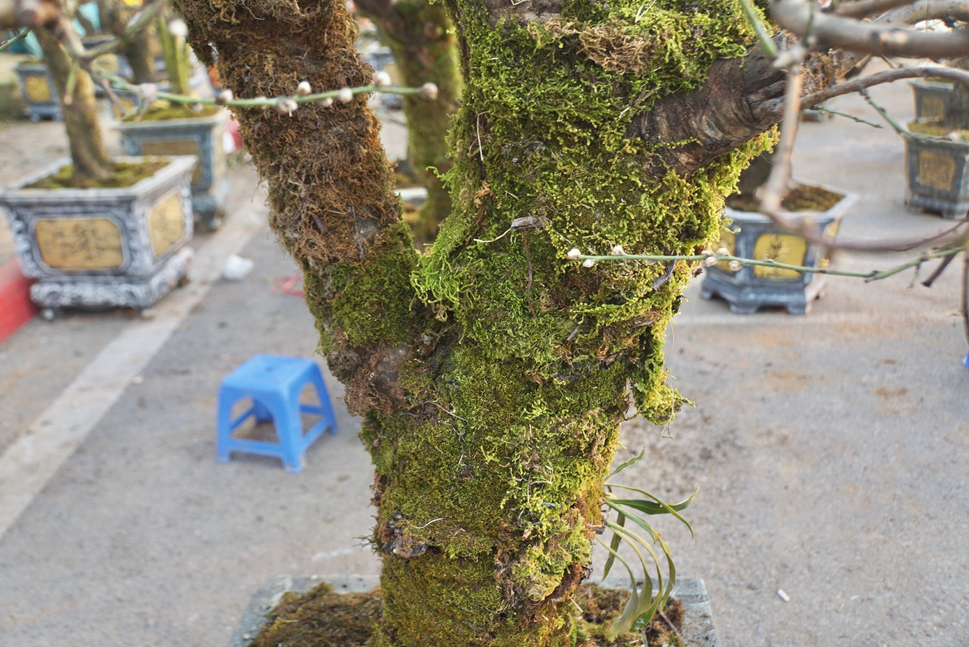 Với những dân chơi đào rừng thứ thiệt, đây là chi tiết không thể bỏ qua.