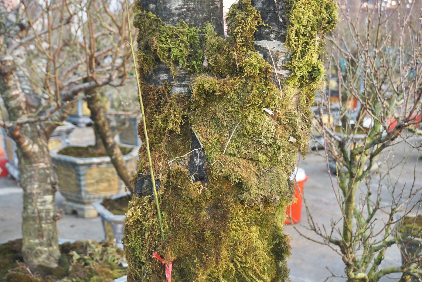 Với những dân chơi đào rừng thứ thiệt, đây là chi tiết không thể bỏ qua.