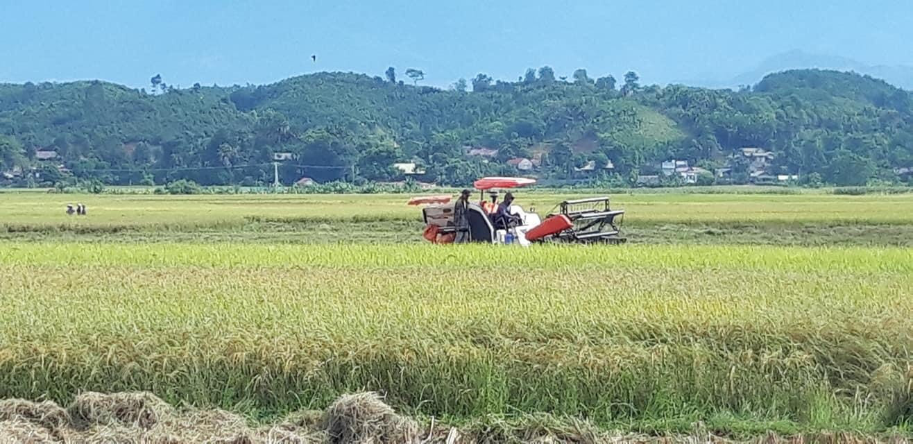 Người dân Yên Bái hối hả gặt lúa trước khi siêu bão Yagi đổ bộ. Người dân Yên Bái hối hả gặt lúa trước khi siêu bão Yagi đổ bộ.