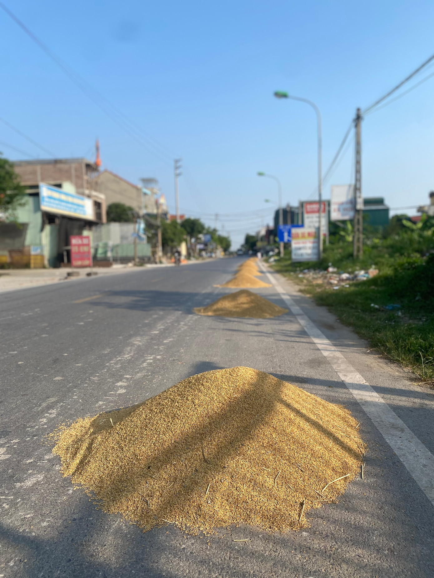 Cứ đến mùa gặt, người dân ở các vùng ngoại thành Hà Nội lại mang thóc ra những con đường liên thôn, liên xã, liên huyện hay đường quốc lộ để phơi. Trong ảnh là những đống thóc đang được phơi trên tuyến quốc lộ 21B đoạn qua xã Tam Hưng (huyện Thanh Oai, Hà Nội).