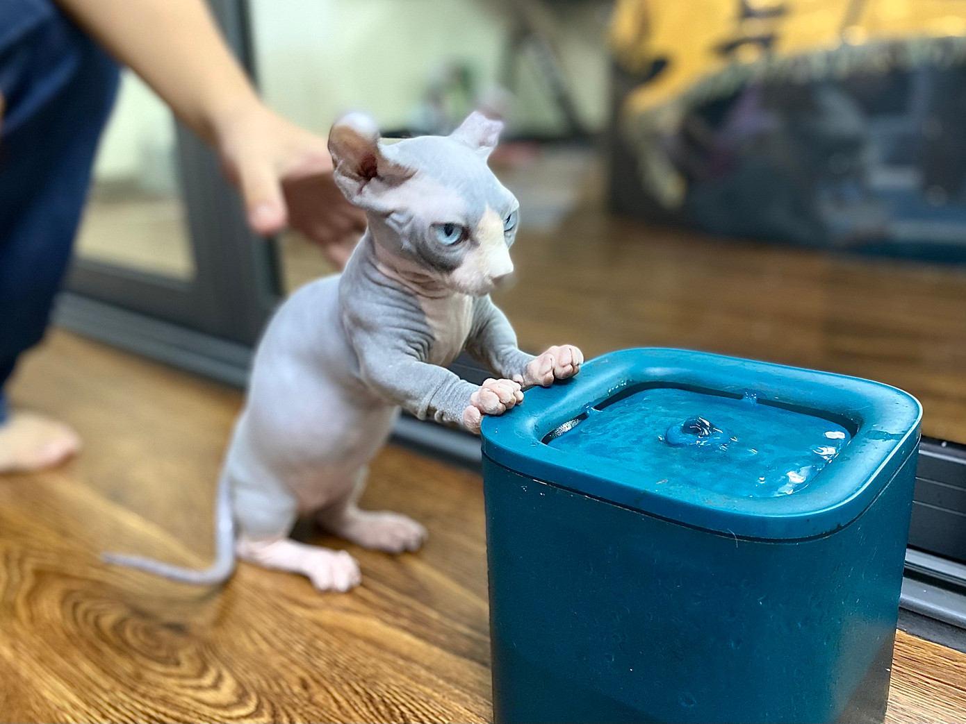 Mèo không lông không có bề ngoài bắt mắt, ưa nhìn như những loài mèo khác, nhưng bù lại chúng rất thân thiện, quấn người do bị thu hút bởi hơi ấm từ cơ thể người. Mèo không lông không có bề ngoài bắt mắt, ưa nhìn như những loài mèo khác, nhưng bù lại chúng rất thân thiện, quấn người do bị thu hút bởi hơi ấm từ cơ thể người.