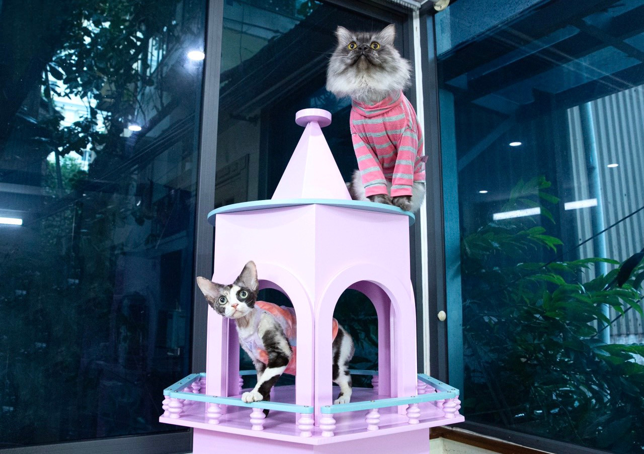 My cũng nuôi thêm một số ít cá thể mèo có lông khác như mèo Anh lông dài, mèo lông cừu... ở trại. My cũng nuôi thêm một số ít cá thể mèo có lông khác như mèo Anh lông dài, mèo lông cừu... ở trại.