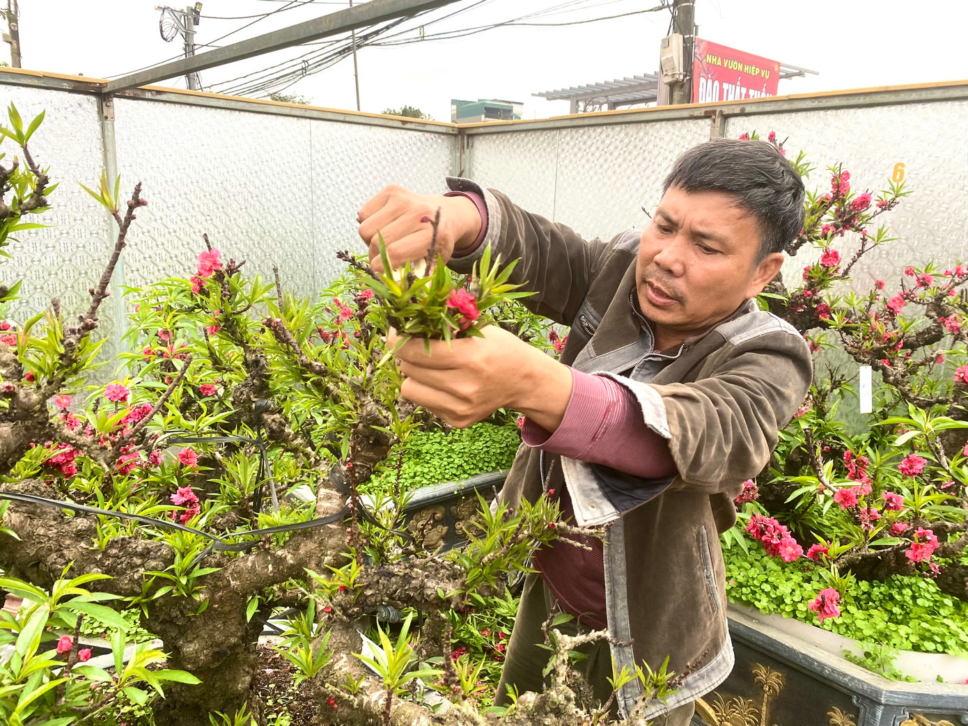 Ông Lê Hàm chăm sóc những cây đào Thất Thốn tại vườn của mình.