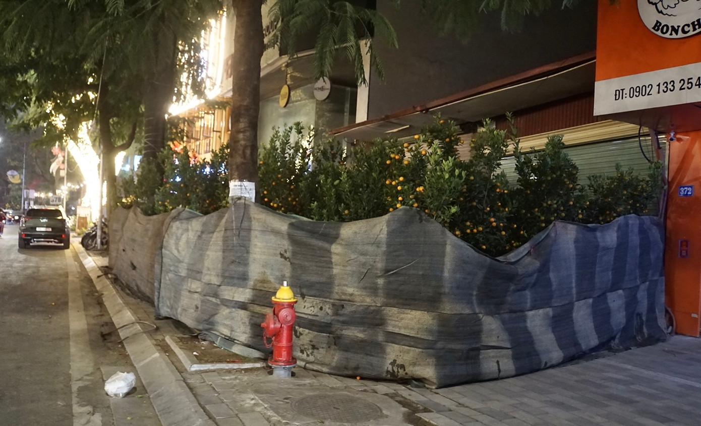 Trên tuyến đường Lạc Long Quân (Tây Hồ, Hà Nội) có khá nhiều tiểu thương buôn đào, quất đang kinh doanh. Mỗi khi đêm xuống, họ lại căng bạt lên để giúp cây chống chịu lại cái rét 9-10 độ C.