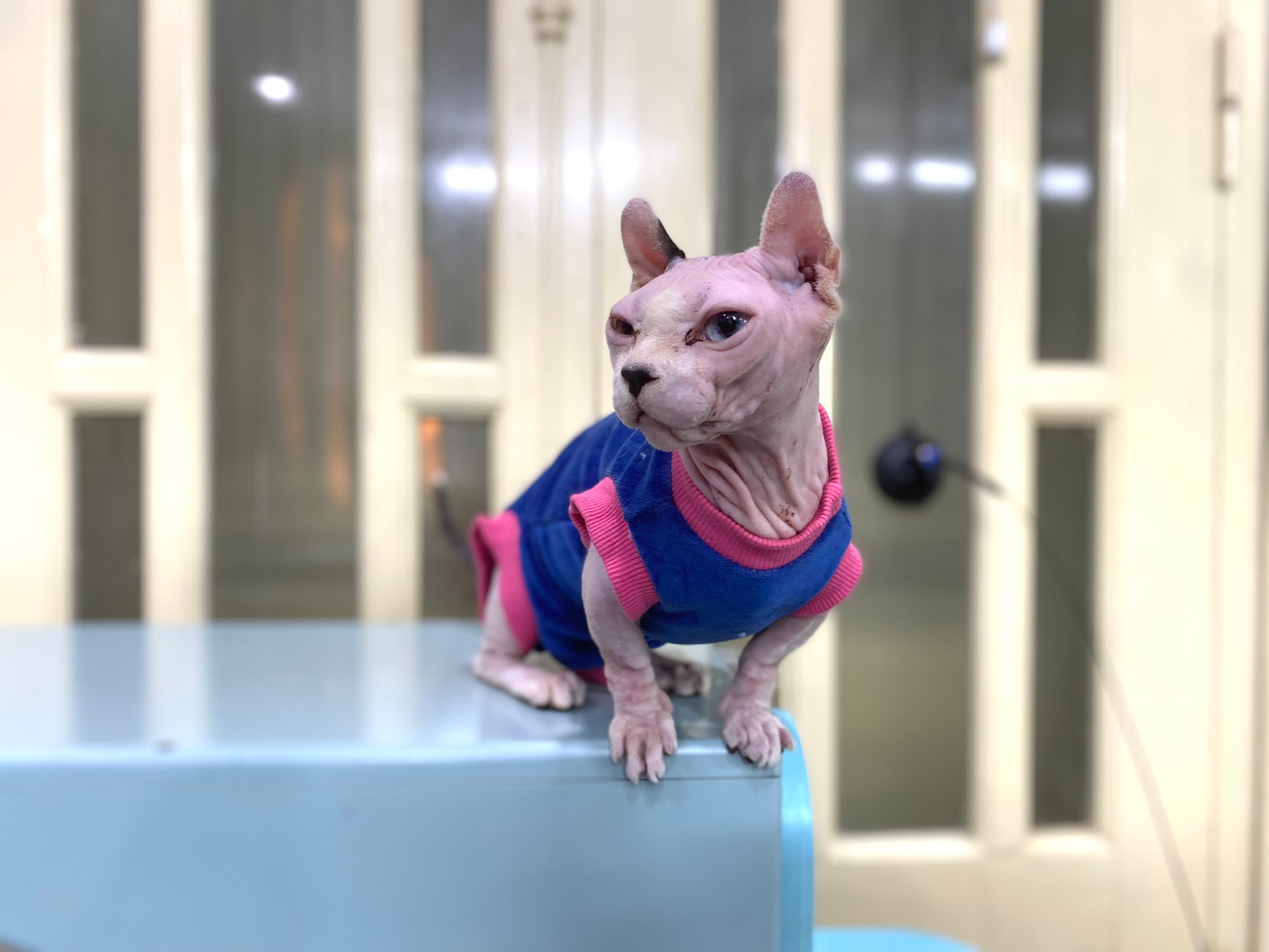 Dù có tên gọi khác là mèo Ai Cập, nhưng mèo không lông lại có nguồn gốc xuất xứ từ Canada. Lớp da của loài mèo này trơn nhẵn, hoàn toàn không có lông hoặc chỉ có một lớp lông tơ rất nhỏ, nên khả năng chịu lạnh của chúng kém hơn những loài mèo có lông khác. Dù có tên gọi khác là mèo Ai Cập, nhưng mèo không lông lại có nguồn gốc xuất xứ từ Canada. Lớp da của loài mèo này trơn nhẵn, hoàn toàn không có lông hoặc chỉ có một lớp lông tơ rất nhỏ, nên khả năng chịu lạnh của chúng kém hơn những loài mèo có lông khác.