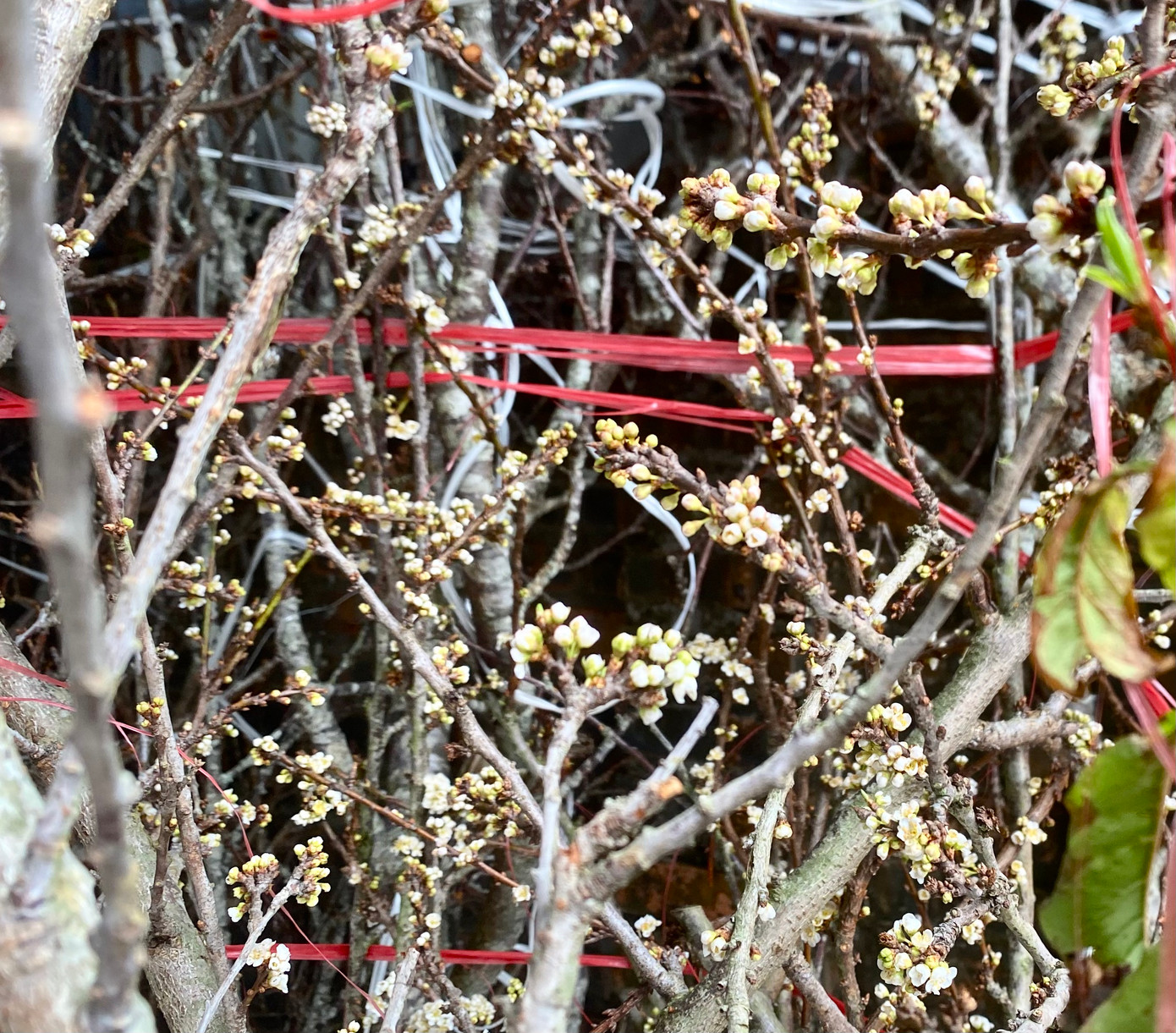 Những bông hoa mận trắng phau đang khoe sắc.