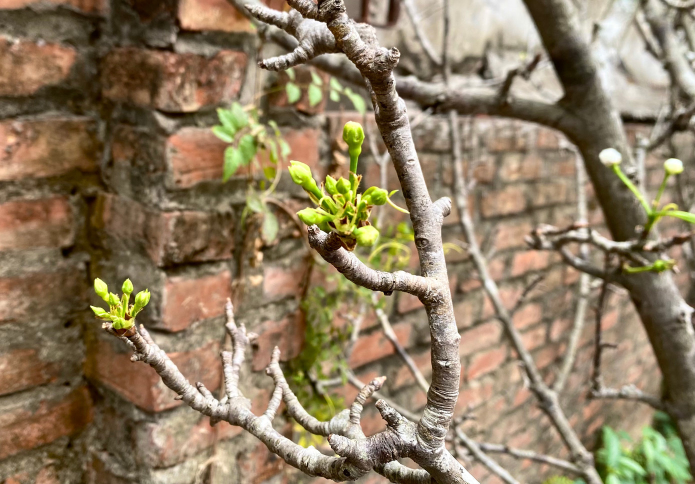 Khi nụ hoa lê đã chuyển màu xanh, hoa sẽ nở trong khoảng 1 tuần nữa.