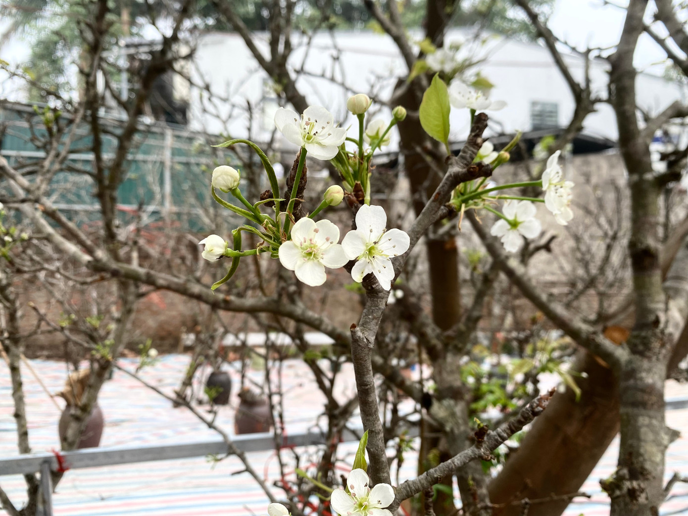 Màu hoa lê trắng muốt, vừa tinh khiết lại vừa hoang dã.