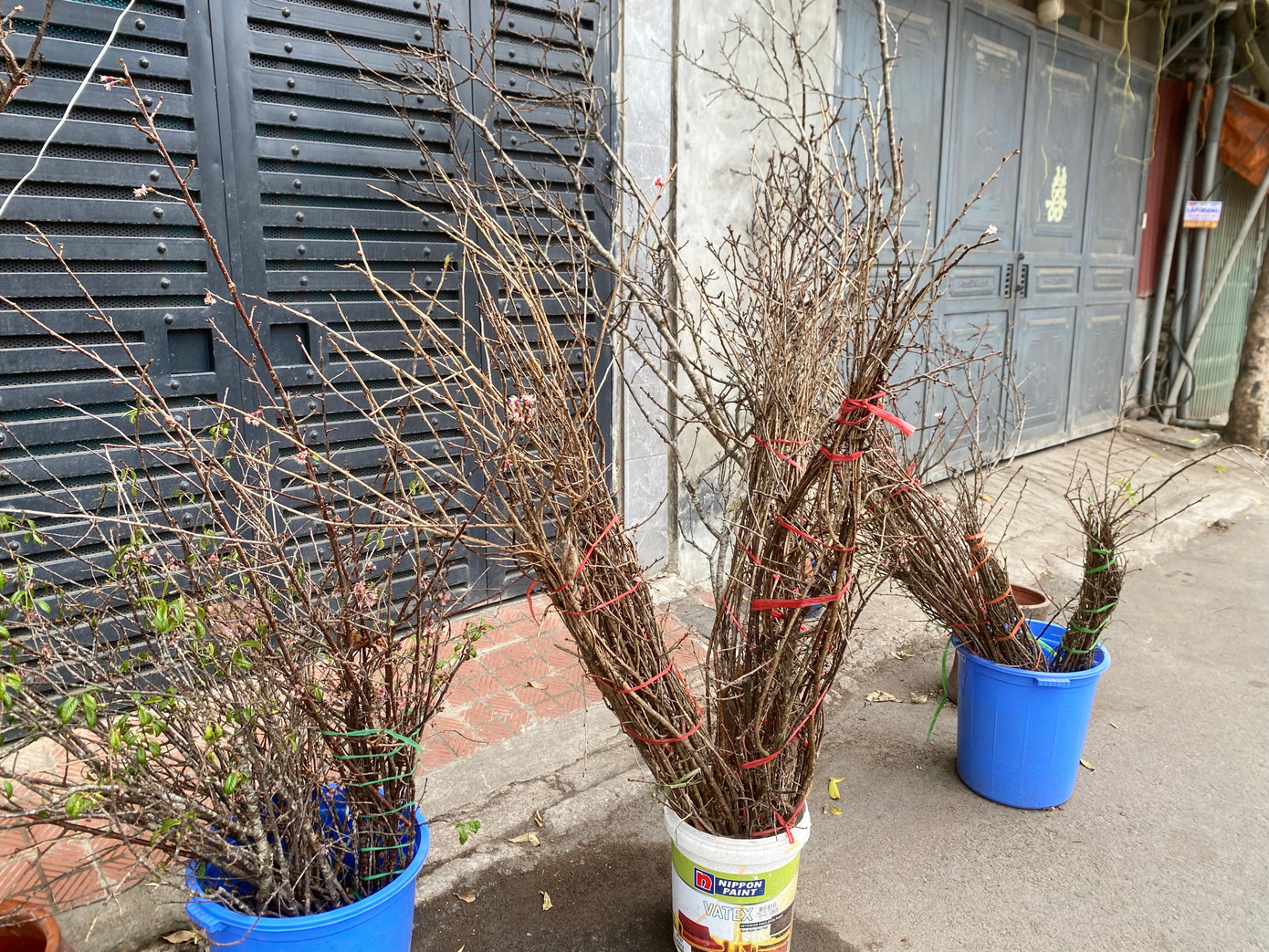 Đào rừng Tây Bắc chưa vào vụ nên bà Hồng chỉ nhập về một ít tăm đào phục vụ cắm bình để bàn