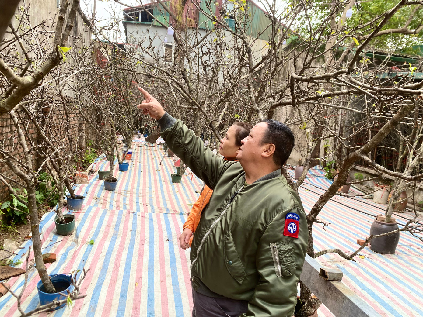 Vợ chồng ông Nguyễn Văn Lành đang xem hoa lê tại đại lý hoa rừng Công Vinh.