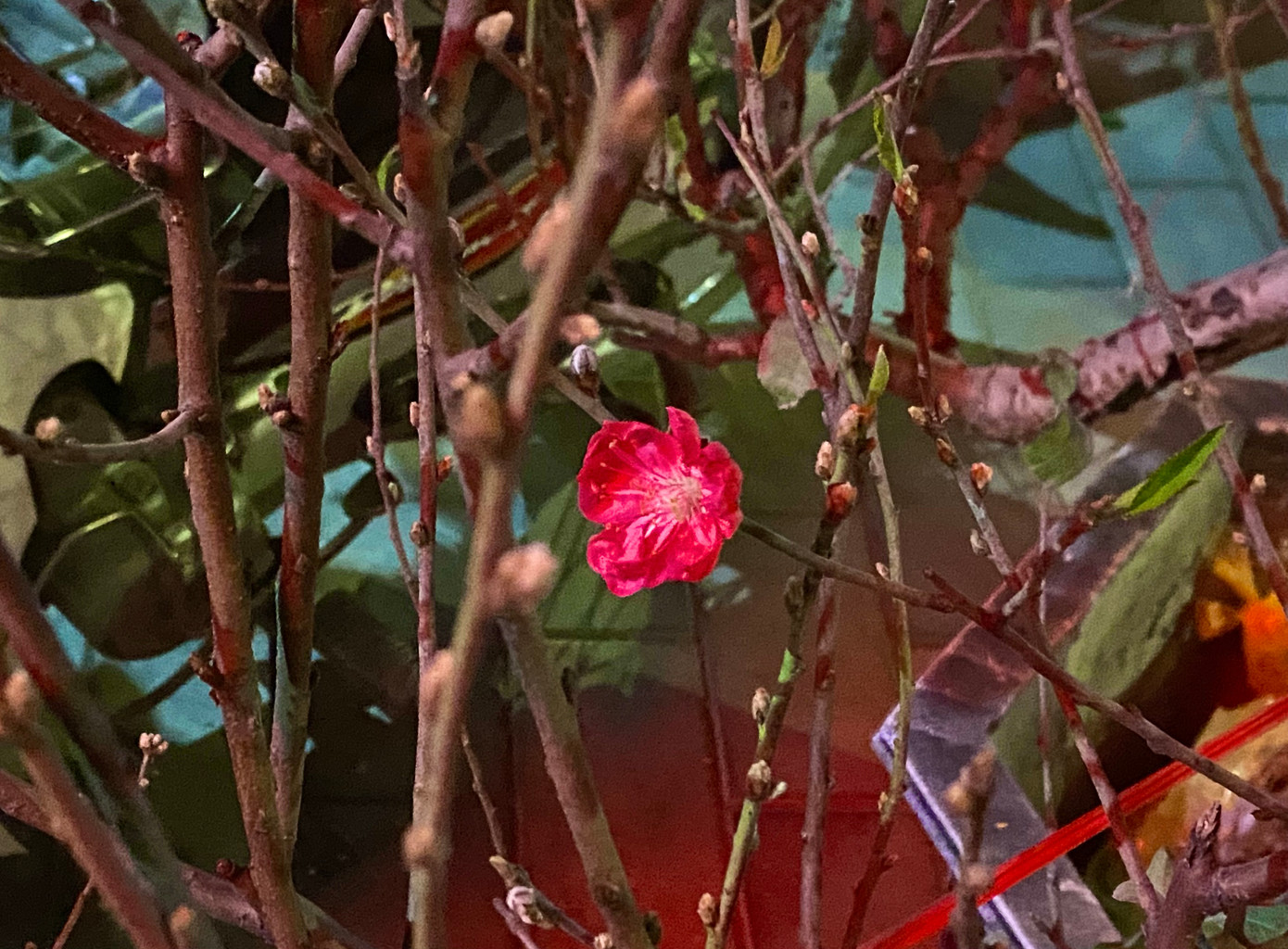 Đào bích khoe sắc giữa đêm đông Hà Nội.