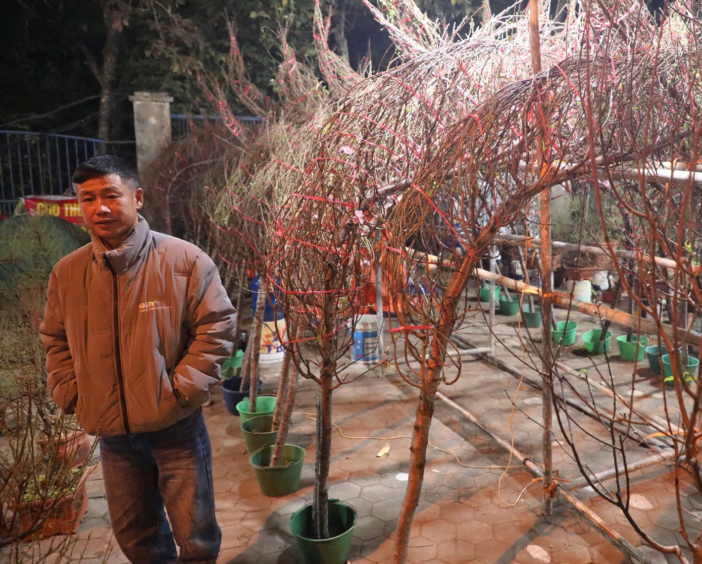 Đã quá 2 giờ đêm nhưng anh Trần Thành Trung vẫn thao thức để chăm sóc đào.