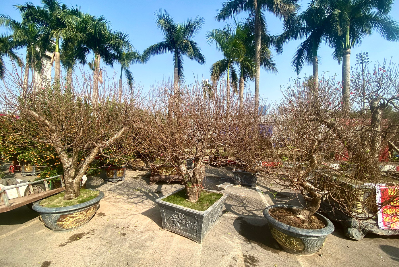 Tại khu vực chợ hoa xuân quận Nam Từ Liêm (Nam Từ Liêm, Hà Nội - đối diện sân vận động Mỹ Đình), hàng trăm gốc và cành đào rừng đang khoe sắc trong ánh nắng vàng đầu xuân. Đây là những gốc đào rừng lâu năm được ghép với bích đào và trồng ngay tại địa bàn miền núi.