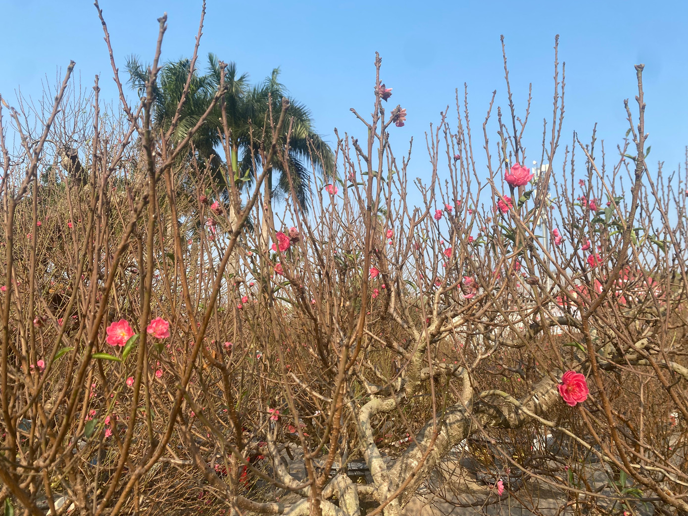 Sắc hồng vừa quyến rũ, vừa hoang dã của đào rừng nhập về từ Sa Pa (Lào Cai).