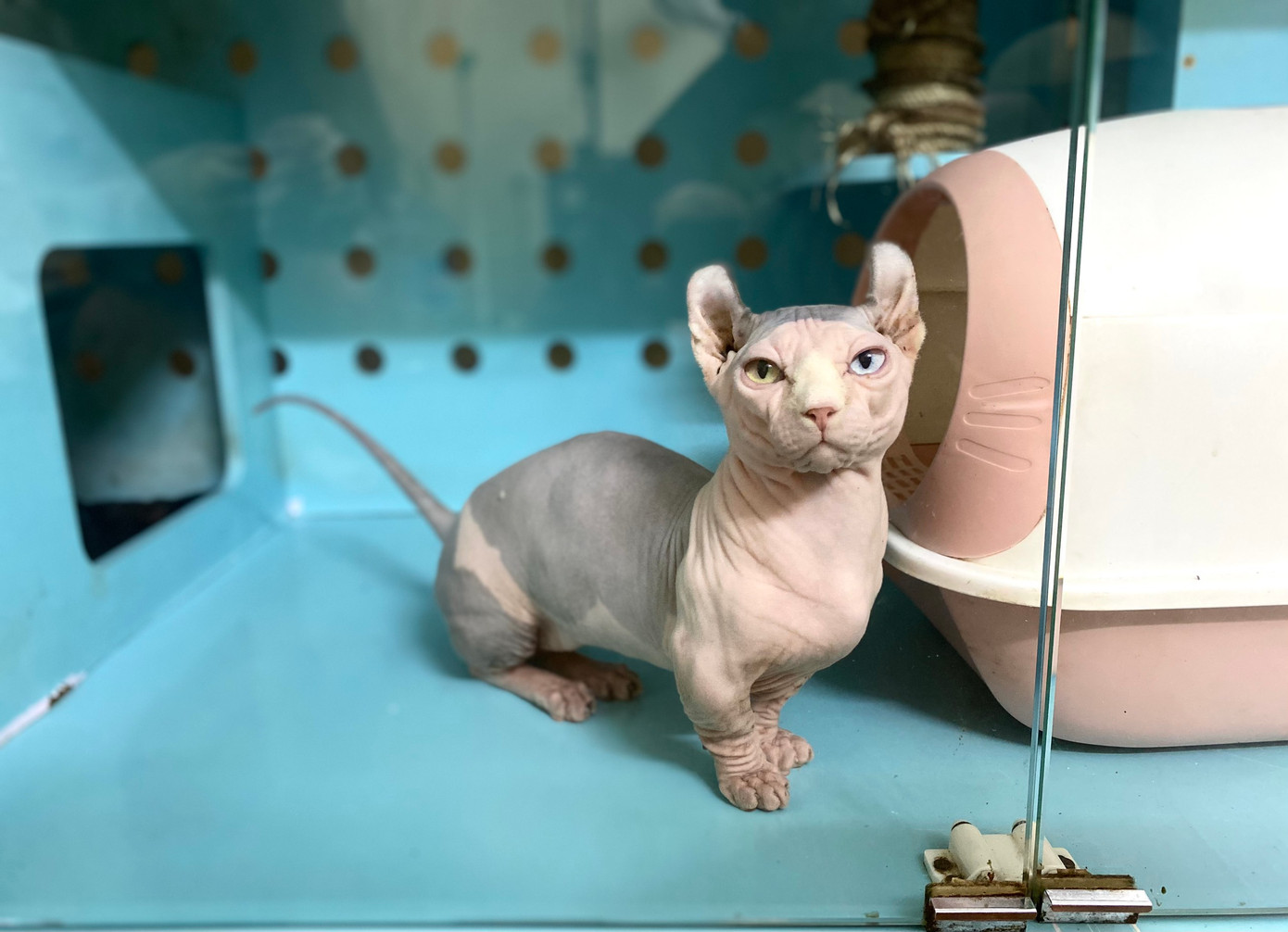 Đây là một cá thể mèo không lông có giá trị cao tại trại mèo. Theo My, chú mèo này đắt tiền vì màu da đặc biệt, mắt có 2 màu khác nhau và độ vểnh ở vành tai. Đây là một cá thể mèo không lông có giá trị cao tại trại mèo. Theo My, chú mèo này đắt tiền vì màu da đặc biệt, mắt có 2 màu khác nhau và độ vểnh ở vành tai.