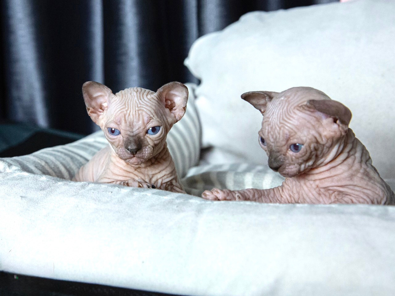 Một số cá thể mèo không lông mới sinh tại trại mèo. Một số cá thể mèo không lông mới sinh tại trại mèo.