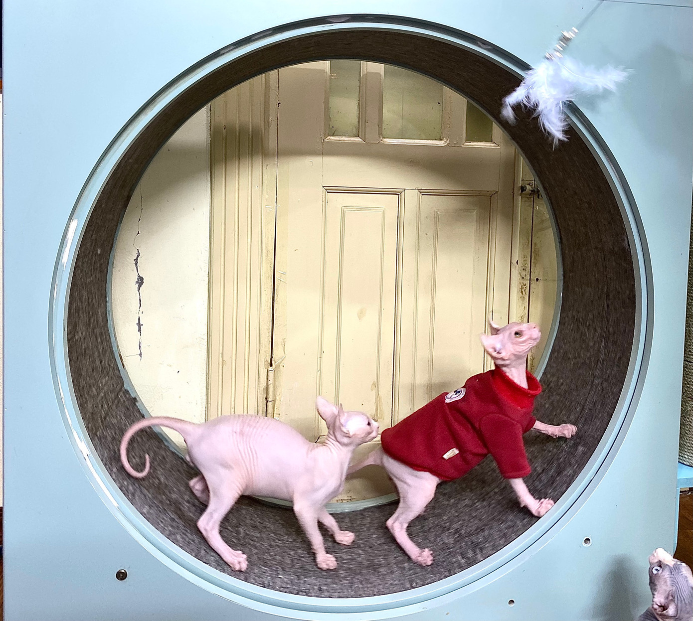 My cũng đặt nhiều đồ chơi cho mèo trong trại, điển hình là bánh xe chạy bộ như trong hình. Theo My, đây là kích thước tiêu chuẩn, bởi những bánh xe có kích thước nhỏ hơn có thể sẽ khiến cột sống của mèo bị ảnh hưởng trong khi chạy. My cũng đặt nhiều đồ chơi cho mèo trong trại, điển hình là bánh xe chạy bộ như trong hình. Theo My, đây là kích thước tiêu chuẩn, bởi những bánh xe có kích thước nhỏ hơn có thể sẽ khiến cột sống của mèo bị ảnh hưởng trong khi chạy.