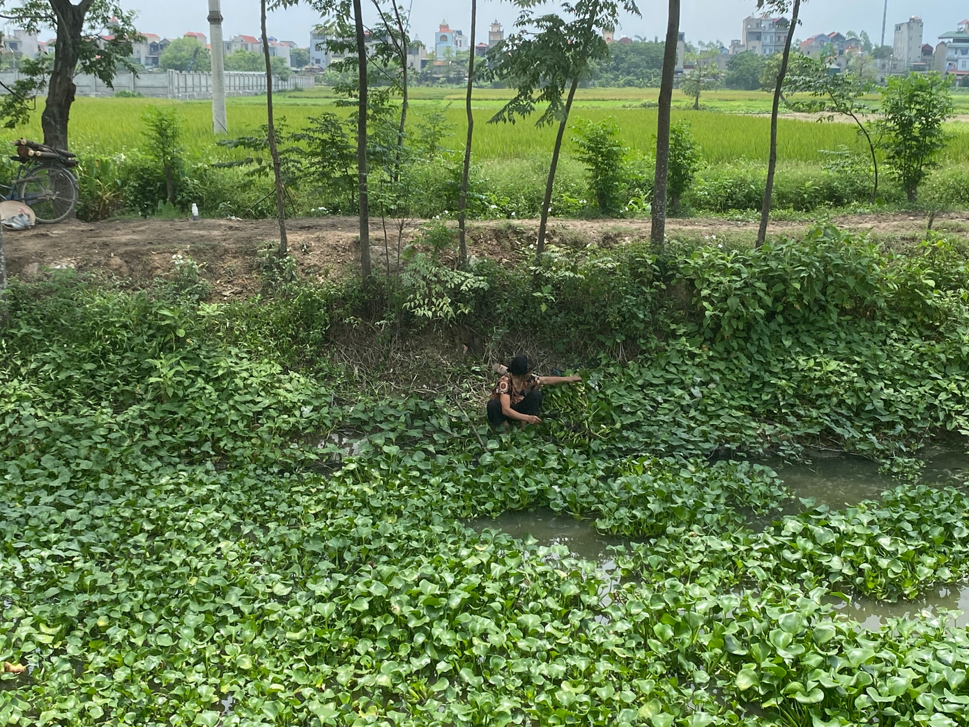 Bà Hồ Thị Vân, người dân xã Bích Hòa đang vớt bèo tại kênh Hòa Bình để làm thức ăn cho gà. "Vì sao vớt ở nơi ô nhiễm thế này á? Cái kênh này làm gì có đoạn nào không ô nhiễm", bà Vân nói.
