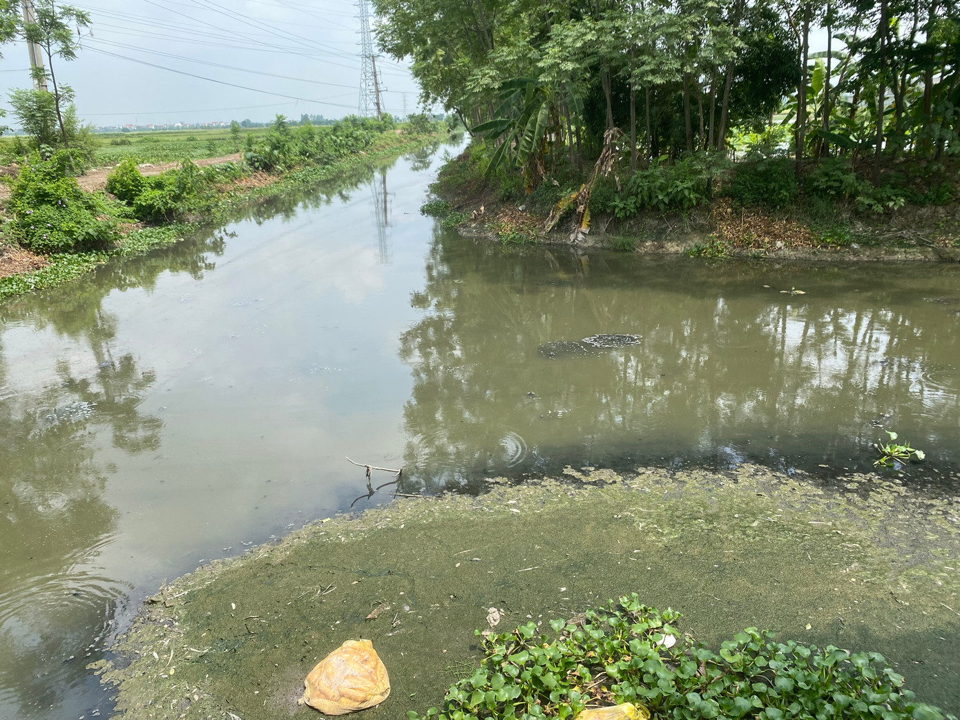 Chất thải đậm đặc đến mức đóng thành tảng tại kênh Hòa Bình. Không có dấu hiệu của sinh vật sống nào ở đây. Điều này trái ngược với chia sẻ của ông Nguyễn Văn Biên - Phó Chủ tịch xã Bích Hòa, rằng: "Kênh chỉ ô nhiễm vào 2 tháng cuối năm do nước thải từ các làng nghề sản xuất miến thuộc huyện Hoài Đức gây ra, rồi chảy về đây. Hiện nay, nước của kênh rất trong, không có mùi, người dân còn ra đây đánh bắt cá, tôm". Ông Biên cũng xác nhận rằng cơ sở giết mổ lợn Minh Hiền hoàn toàn không xả thải ra kênh.