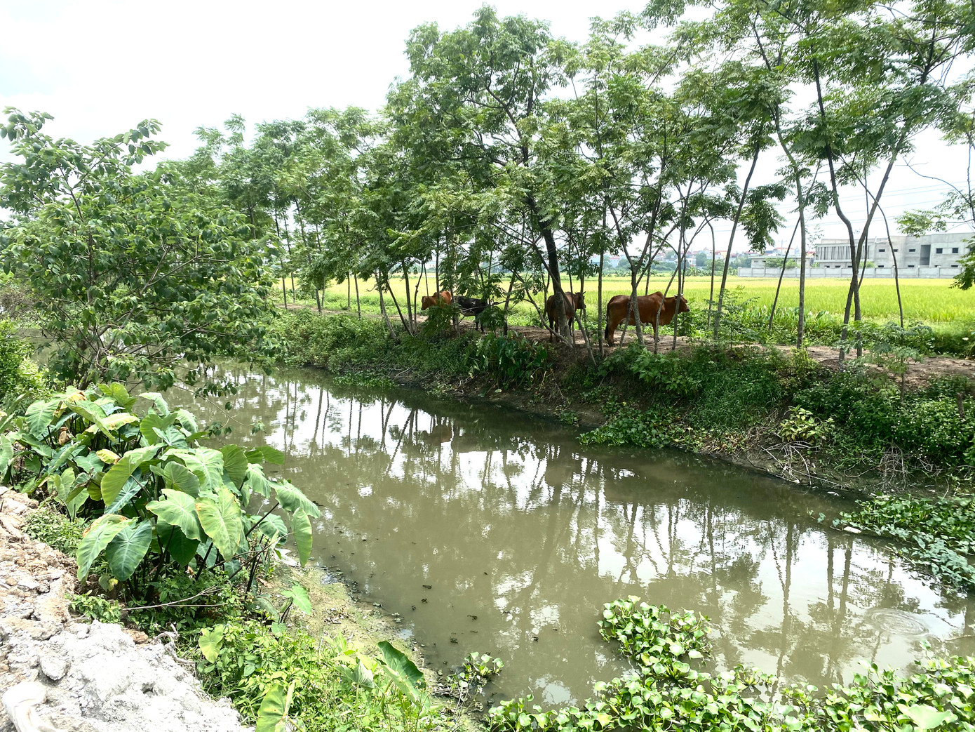 Hai bên bờ của dòng kênh ô nhiễm là ruộng lúa của người dân hai xã Bích Hòa và Cao Viên. Theo chị Vũ Thanh Thúy, người dân xã Cao Viên, nhiều người dân đã bỏ những thửa ruộng này từ lâu vì sợ ô nhiễm.