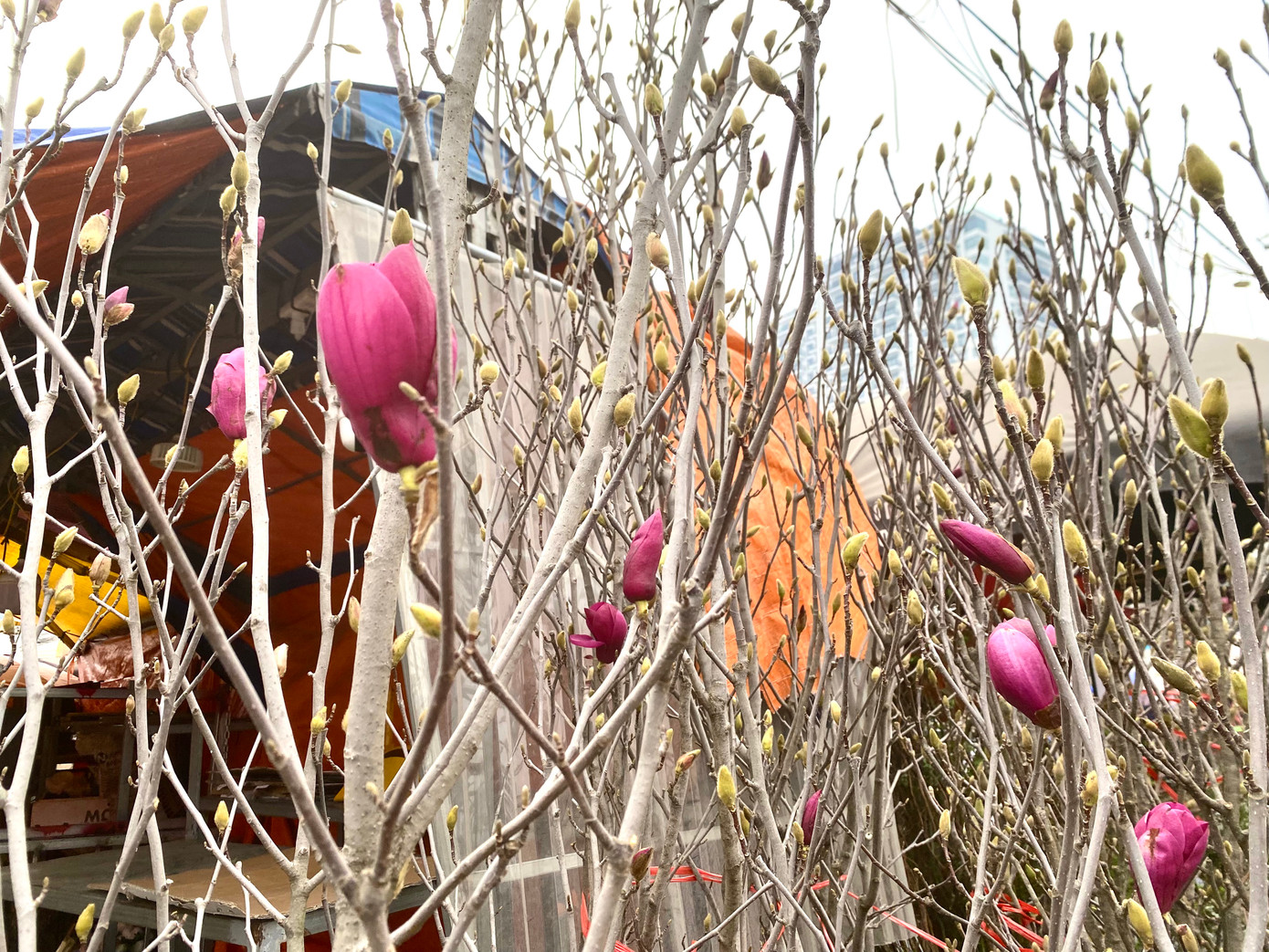 Dù ở giai đoạn trổ nụ, cây mộc lan cũng đã dần bộc lộ vẻ đẹp